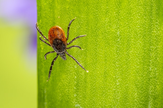 common winter pests - close-up shot of a tick on a green background