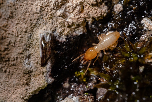 common winter pests - a termite