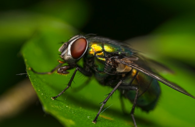 common winter pests - a cluster fly on a leaf