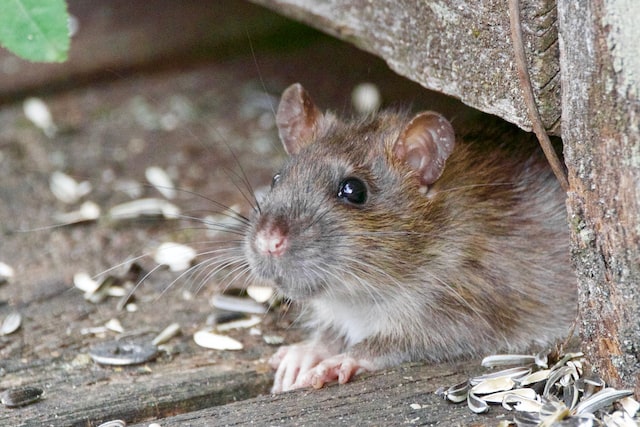 Rat hiding under wood structure