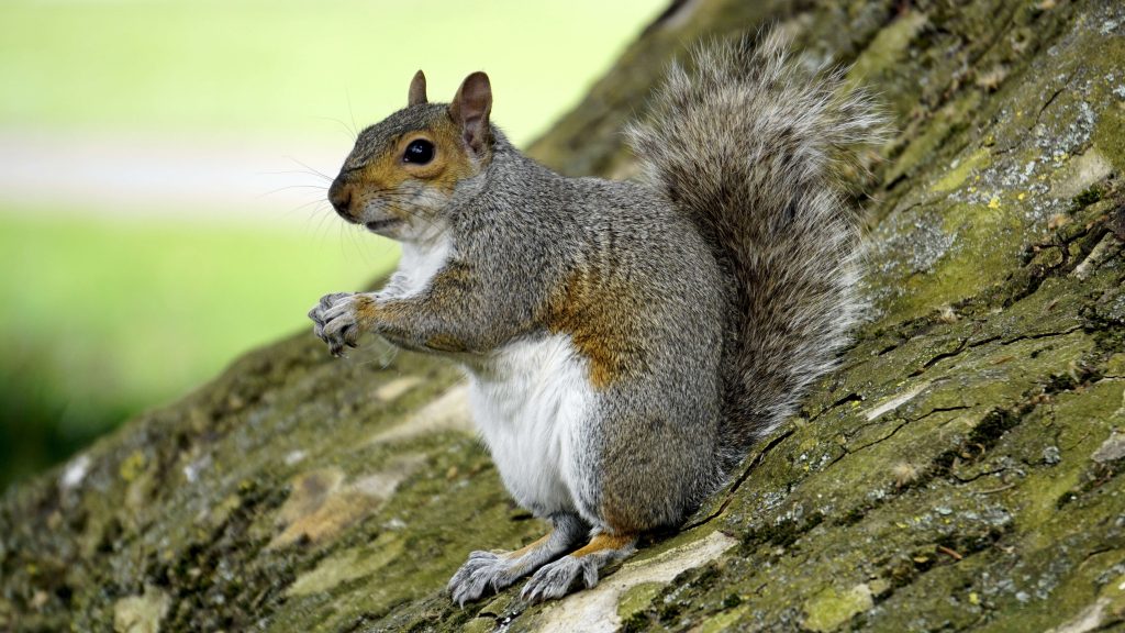 Oregon pest wildlife - a squirrel on tree trunk 