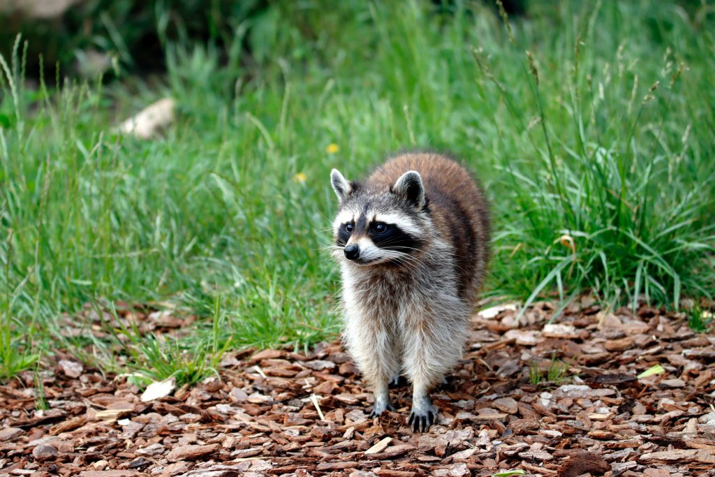 Oregon pest wildlife - a close-up shot of a raccoon