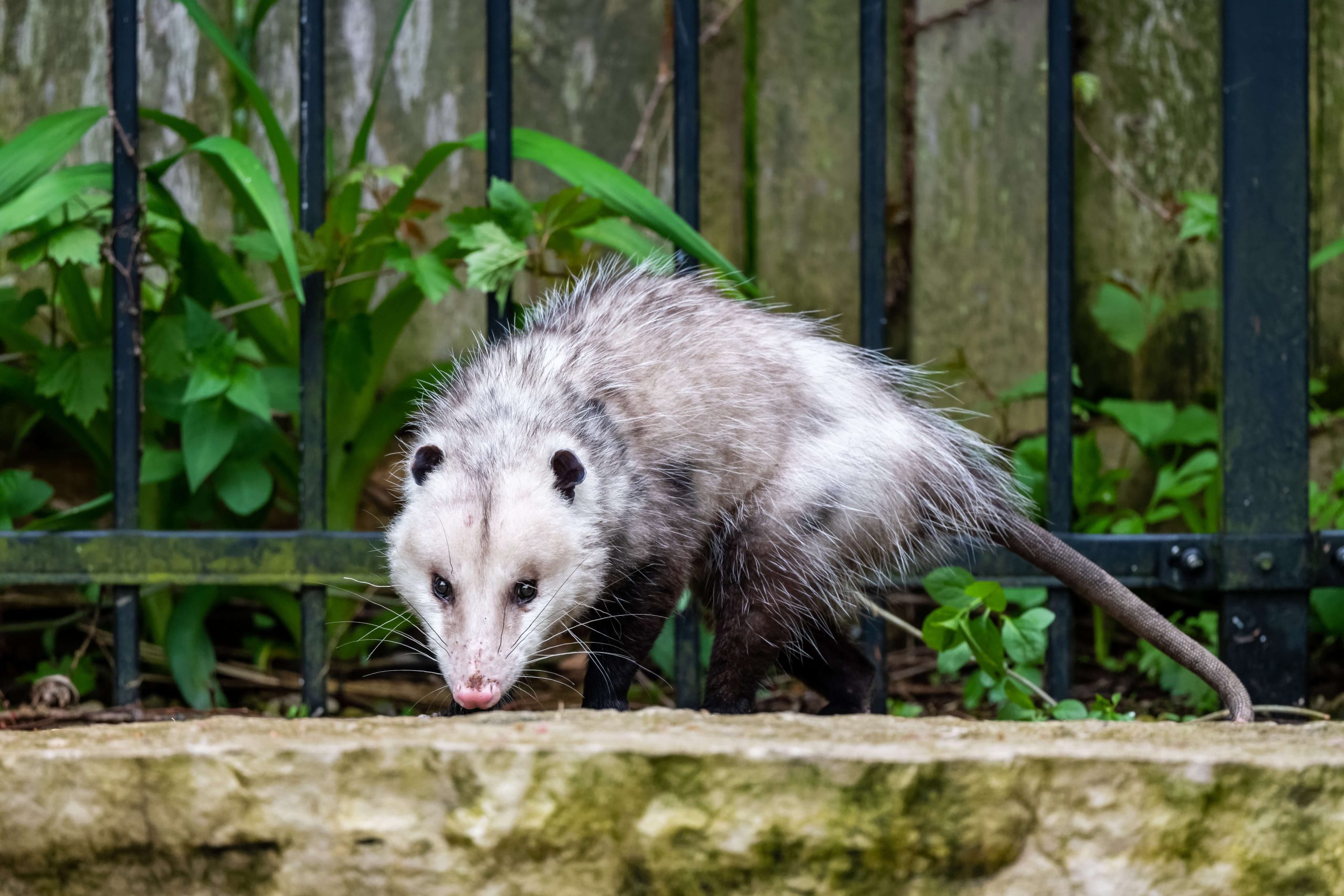 Oregon pest wildlife - a Virginia opossum beside a metal railing