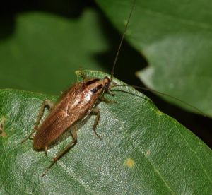 Close-up image of a German cockroach