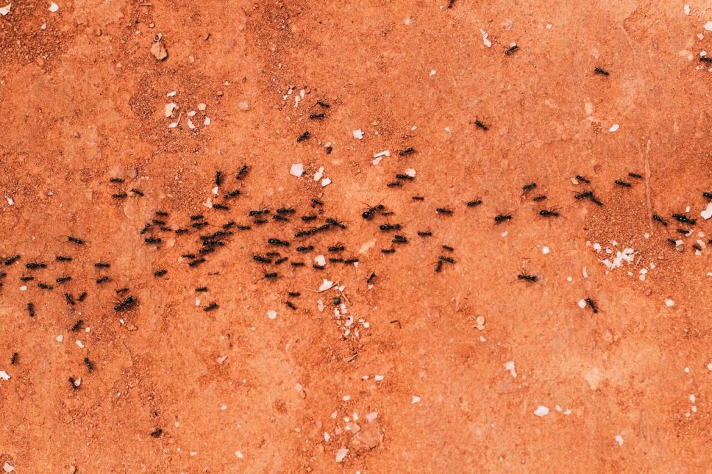 Black Ants Lining Up on a Dirt Surface
