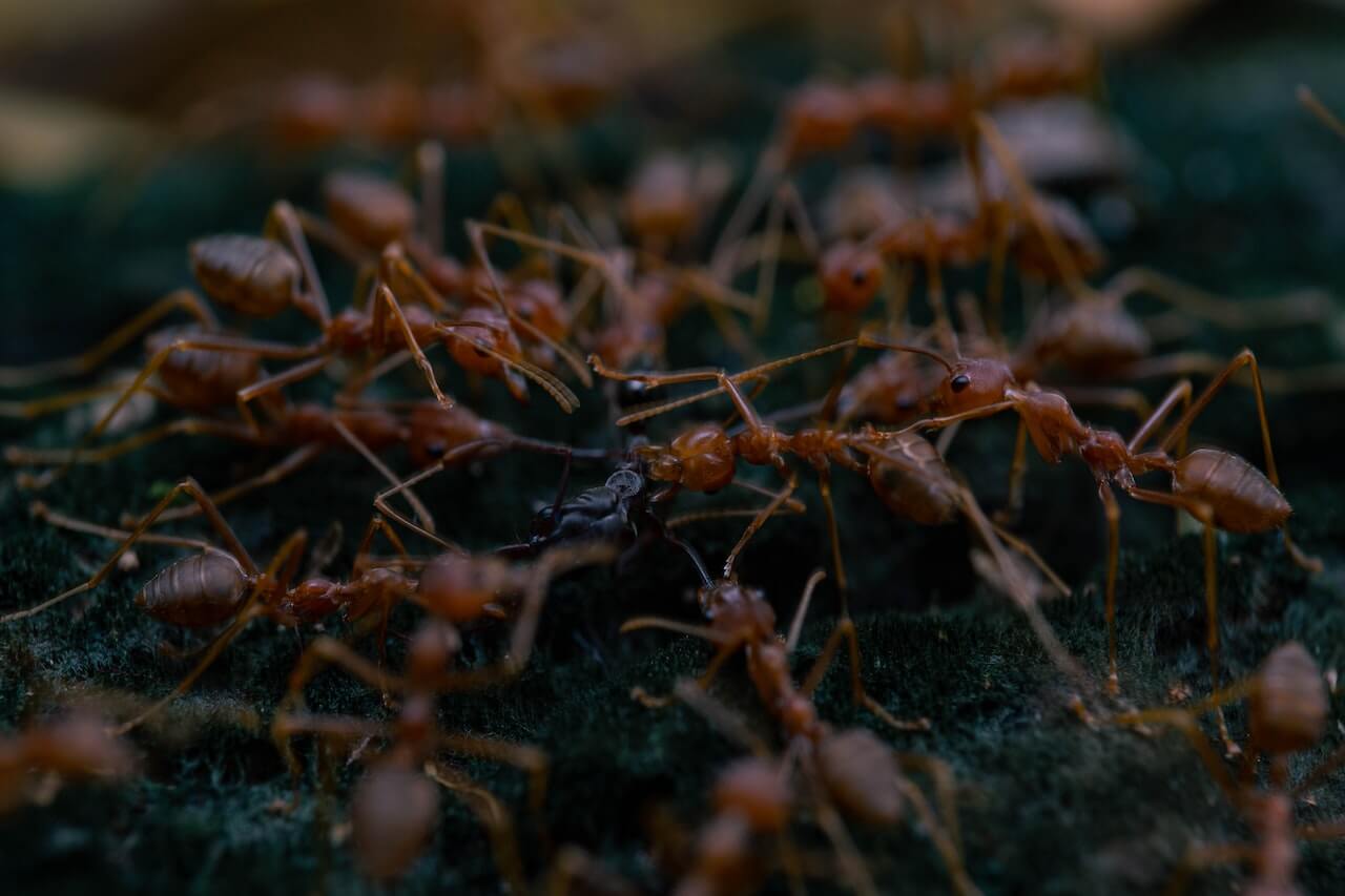 Close-Up Shot of Fire Ants 