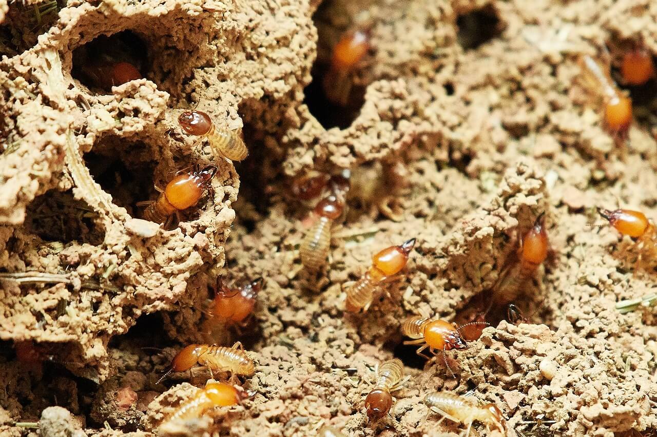 Closeup of termites in nature 