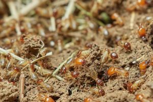 Closeup of termites in nature