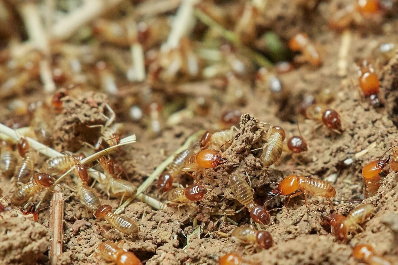 Closeup of termites in nature