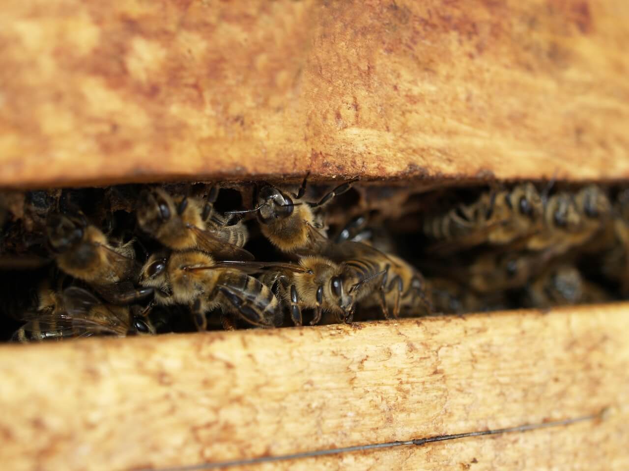 A group of bees huddled  between two pieces of wood 