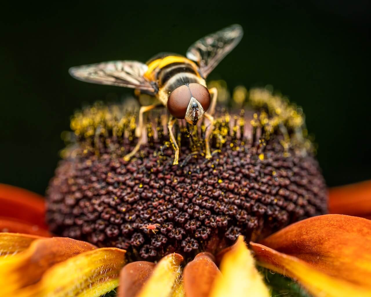 A close-up of a hornet pollinating big yellow flower
