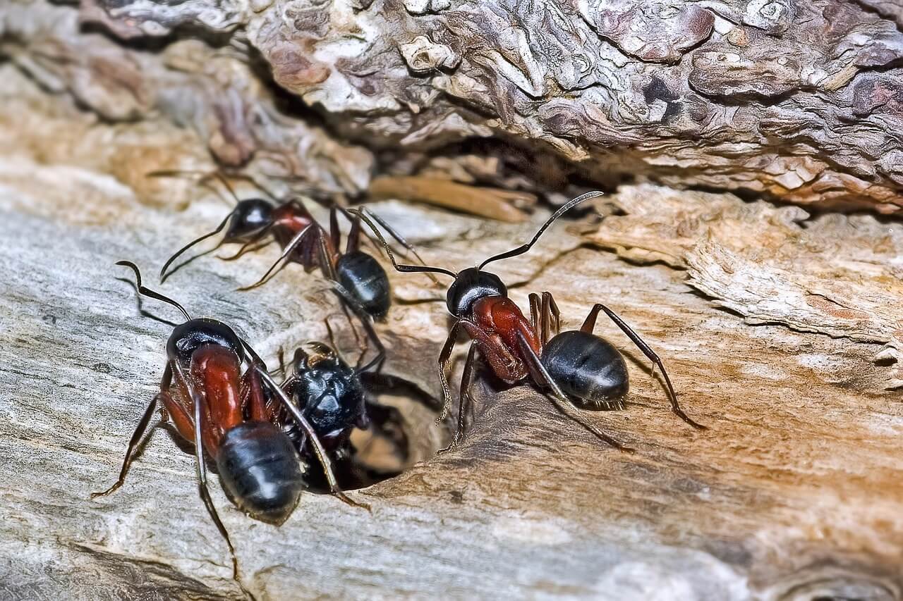 Hero image for a blog posted titled "How to get rid of carpenter ants" - four carpenter ants making a nest in wood