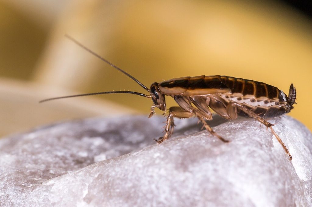 Image for a blog post titled "Are There Pests That Can Kill Me?" | A sideview of a German cockroach against a light brown and beige background