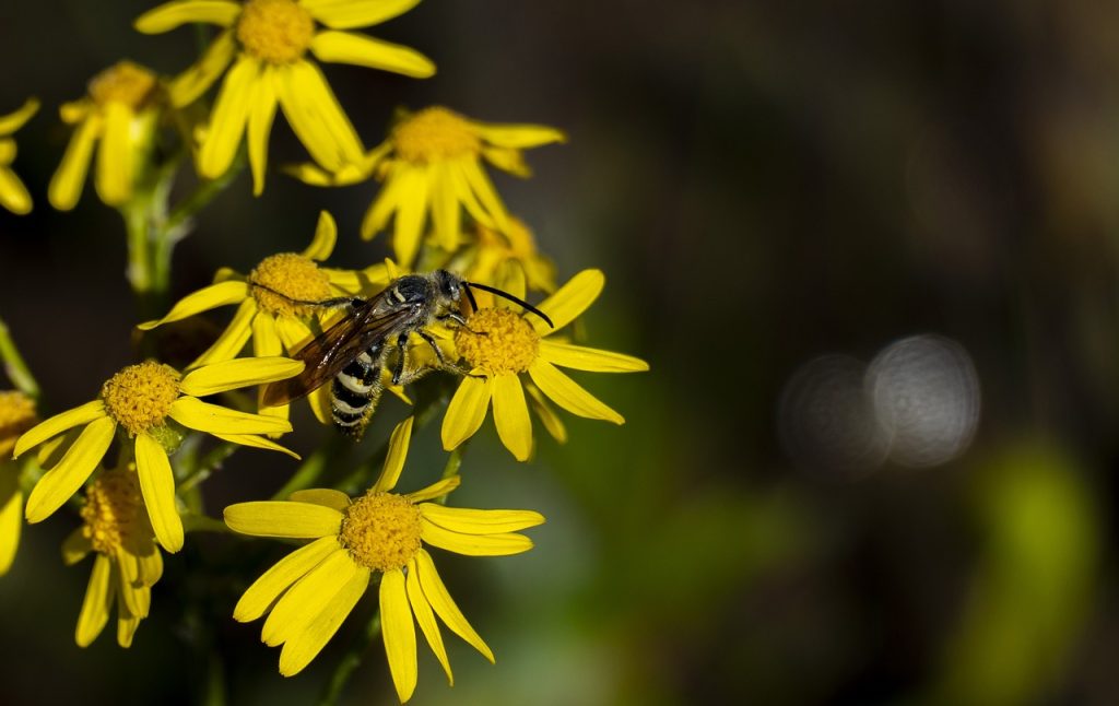 Image for a blog post titled "Are There Pests That Can Kill Me?" | A black and yellow stinging insect perched on a group of yellow flowers