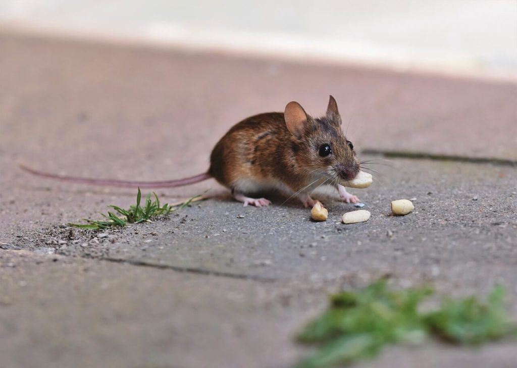 Image for a blog post titled "Are There Pests That Can Kill Me?" | Long-tailed house mouse on the ground eating bites of food