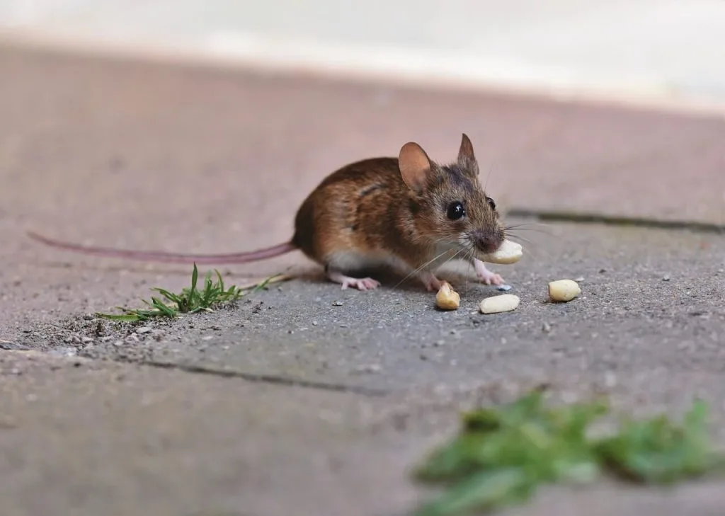 Image for a blog post titled "Are There Pests That Can Kill Me?" | Long-tailed house mouse on the ground eating bites of food