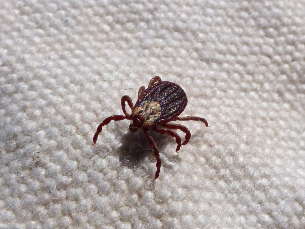Image for a blog post titled "Are There Pests That Can Kill Me?" | Close-up of a tick on a white textured background