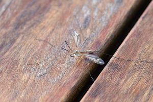 Image for a blog post titled "Are There Pests That Can Kill Me?" | Close-up of a mosquito sitting on a wooden deck