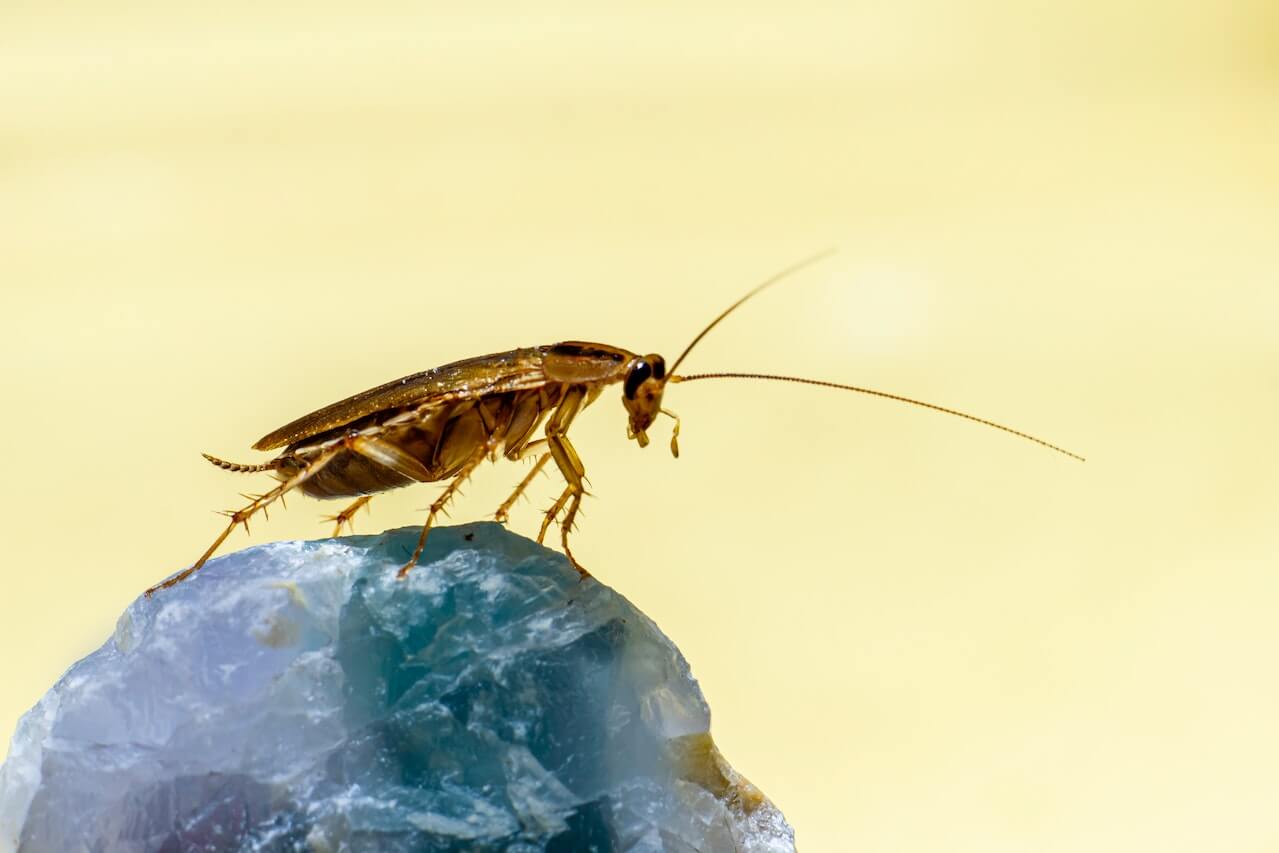 Blog post image - A Guide to Oregon Cockroaches - Cockroach in Macro Photography