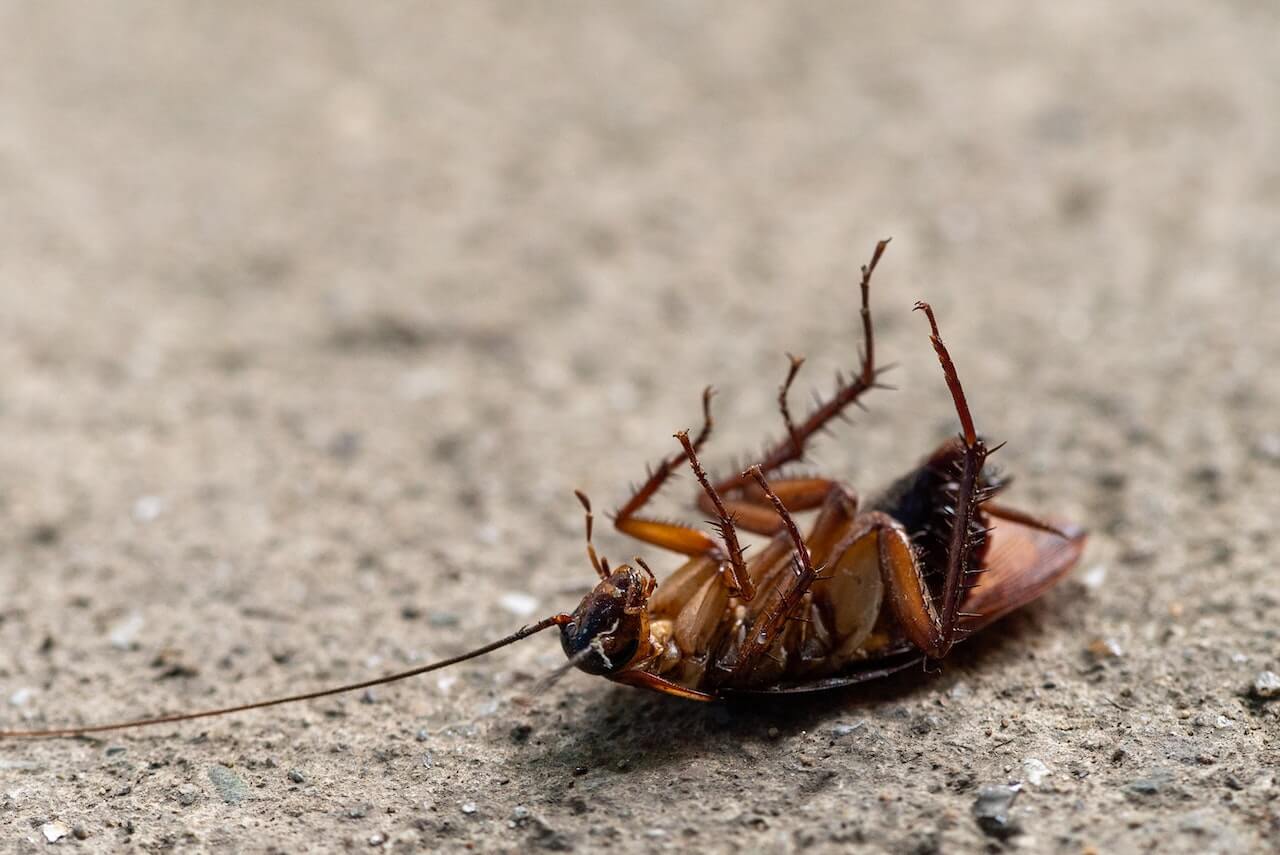 Hero image for a blog post titled "A Guide to Oregon Cockroaches" - A close-up photo of a cockroach laying on its back