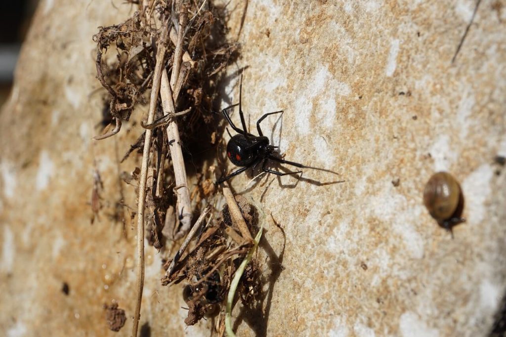 Image for a blog post titled "Are There Pests That Can Kill Me?" | A black widow spider outside on brown ground