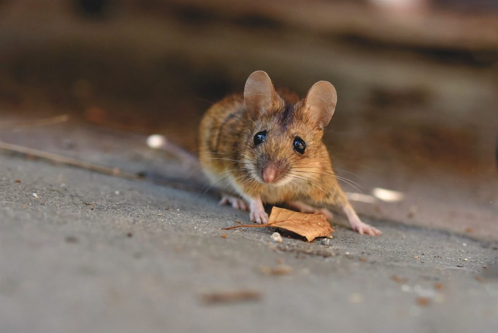 A house mouse on the ground with a leaf 