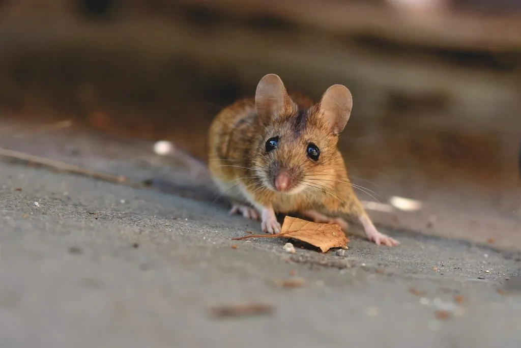 A house mouse on the ground with a leaf