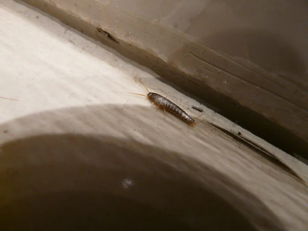 A silverfish insect crawling on the floor in the shadows