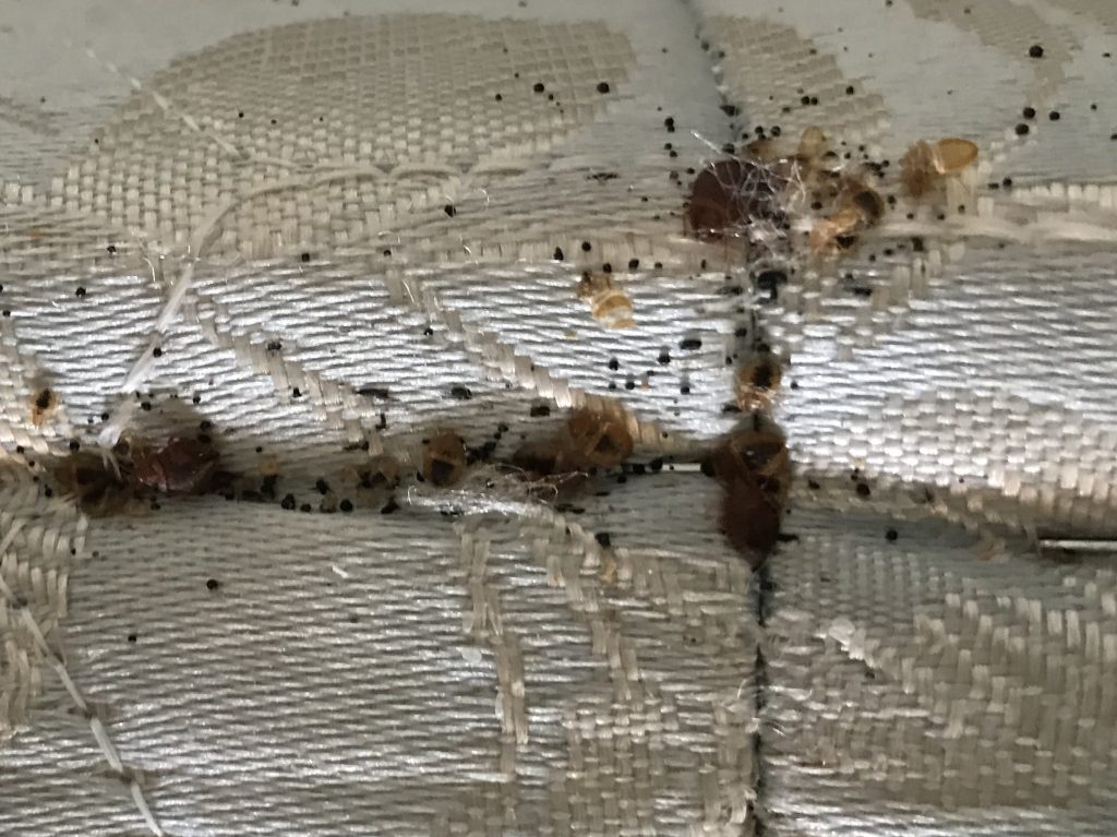 Bed Bugs on Mattress