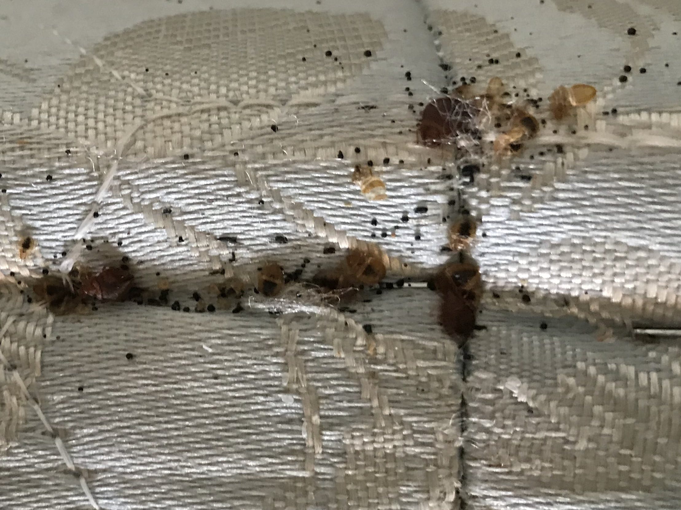 Bed bugs and dark fecal spotting along a mattress seam