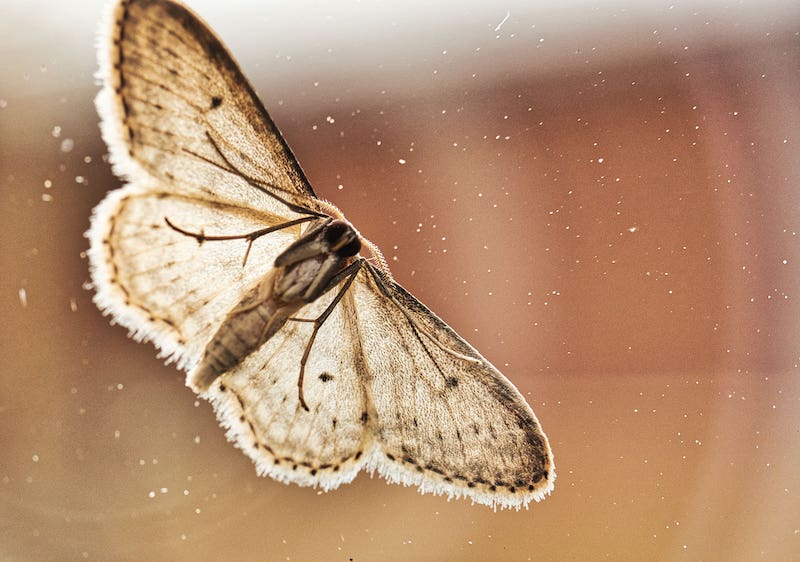 Moth on window