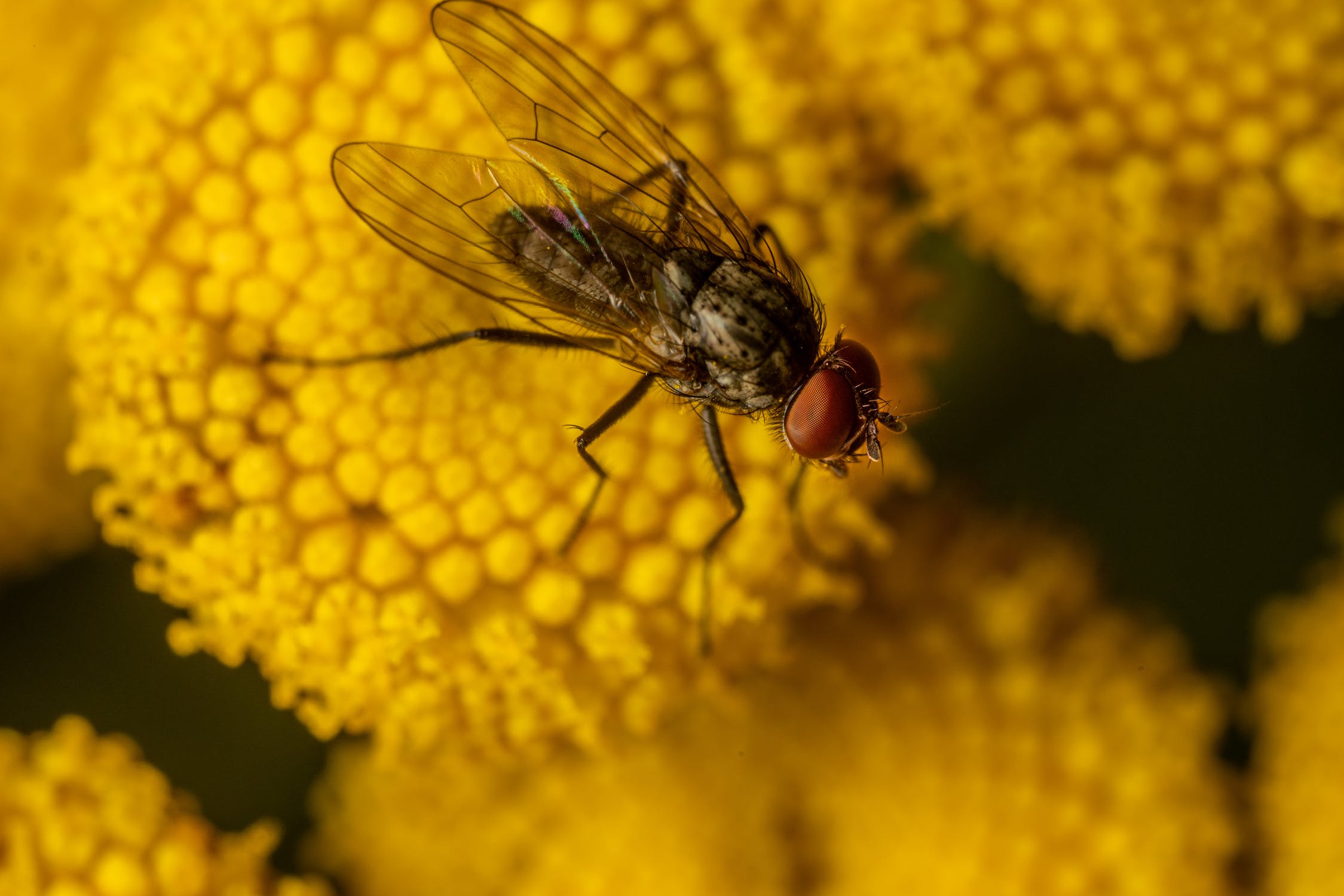 macro shot of a cluster fly