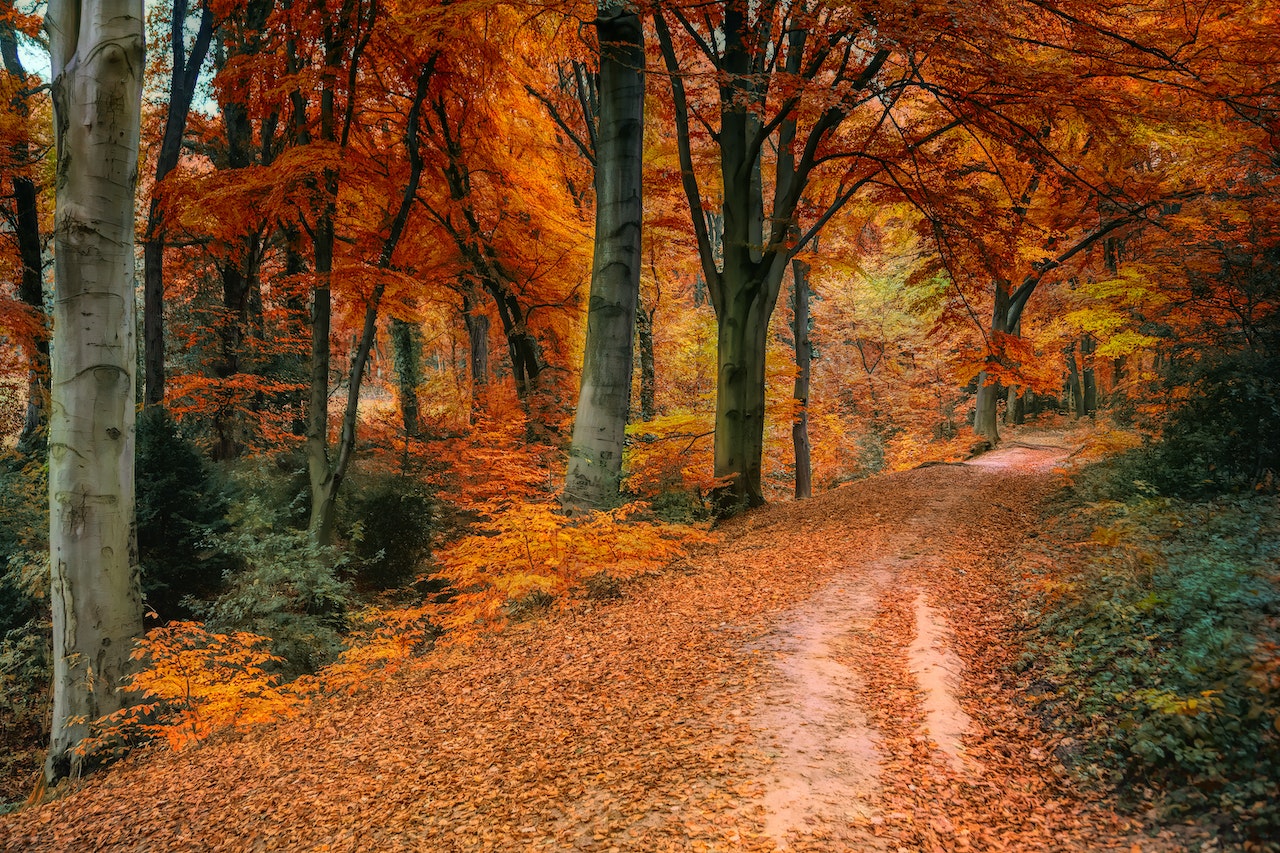 Hero image for a blog post titled "Are You Making You Home a Pest Haven?" | Photo of Trees During Fall