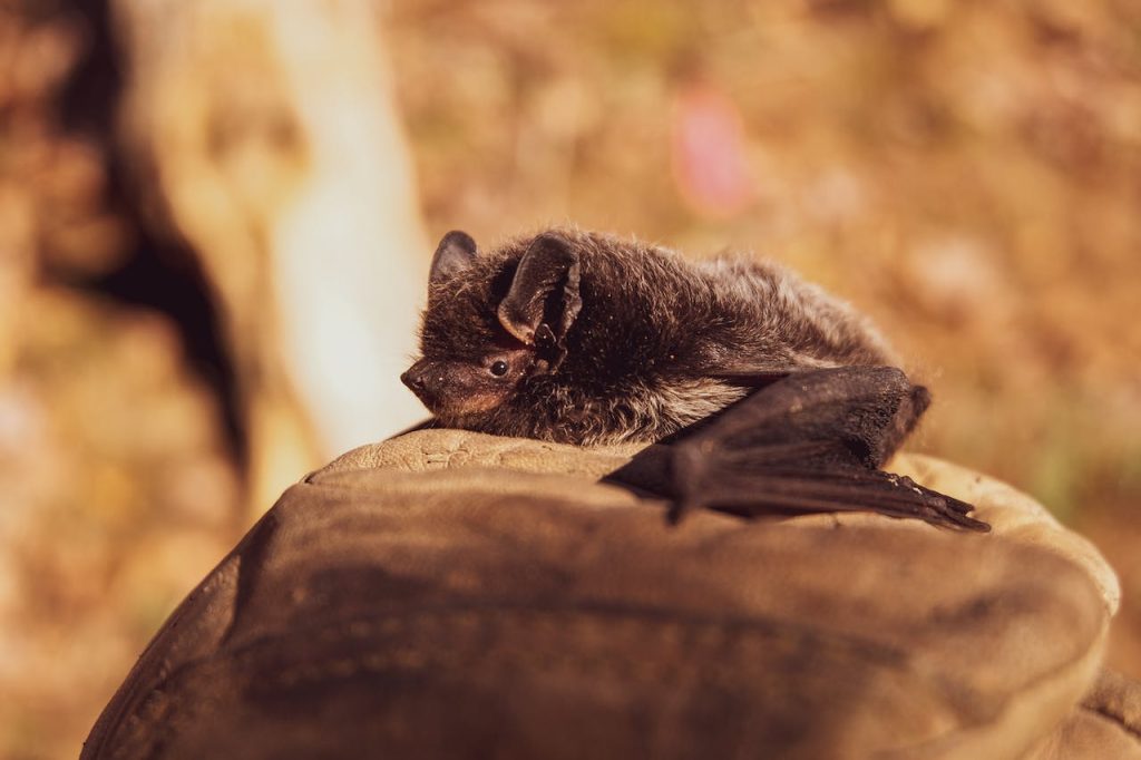 Image for a blog post on "Nuisance Wildlife Pests, Ranked" | Selective Focus Photo of Black Bat on Brown Stone