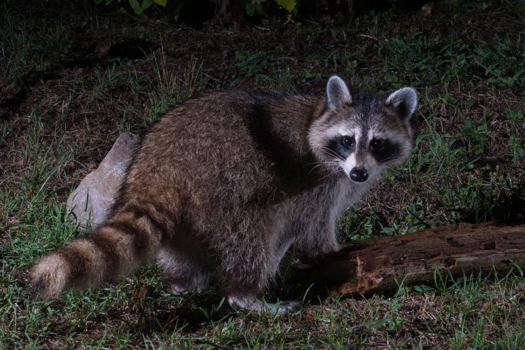 Image for a blog post on "Nuisance Wildlife Pests, Ranked" | A Racoon on Green Grass
