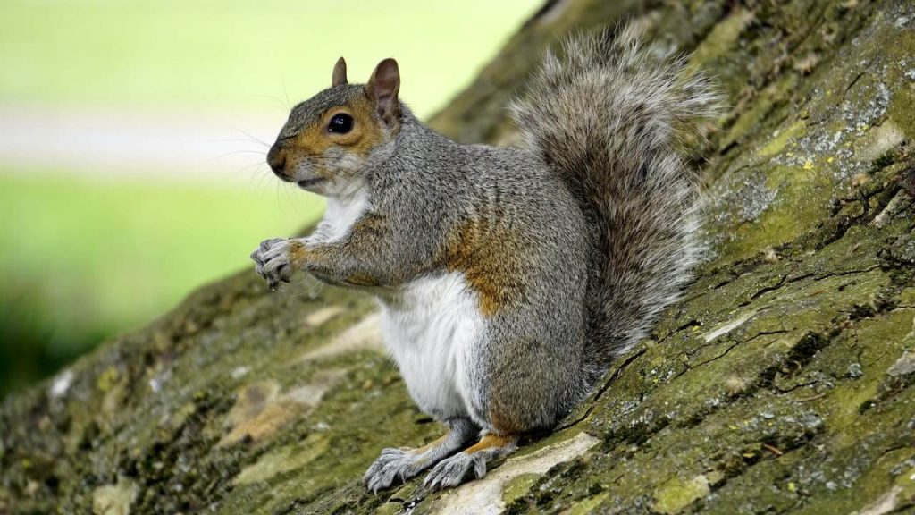 Image for a blog post on "Nuisance Wildlife Pests, Ranked" | A Brown Squirrel with a White Stomach Sitting Upright on a Tree Trunk 