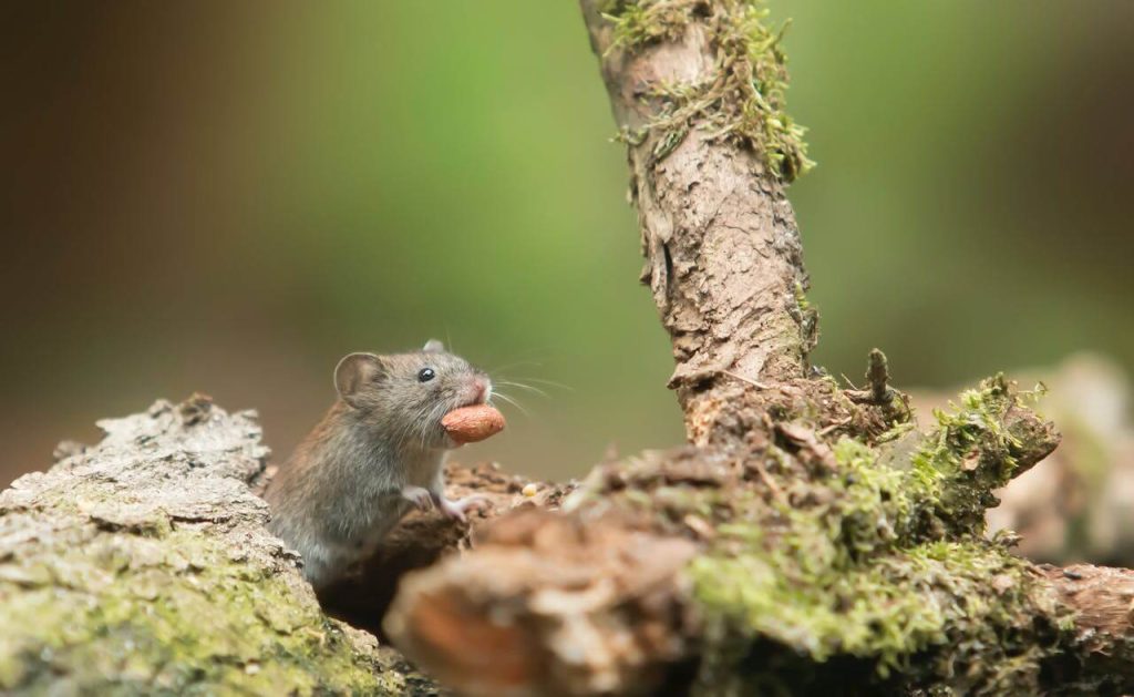 Image for a blog post on "Nuisance Wildlife Pests, Ranked" | AGrey Mouse Carrying Food Outside While Sitting Below a Treet