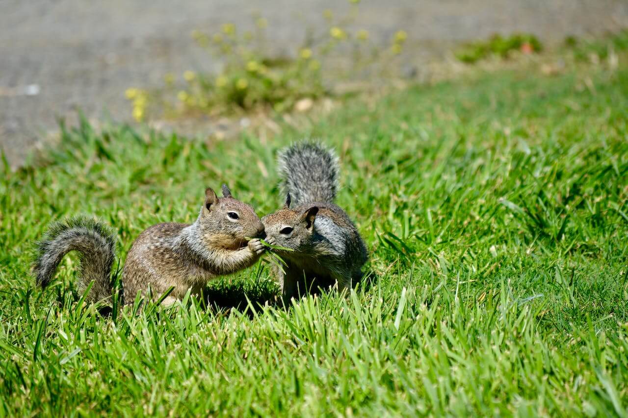Hero image for a blog post titled "Nuisance Wildlife Pests, Ranked" | Two Squirrels Playing on Grass