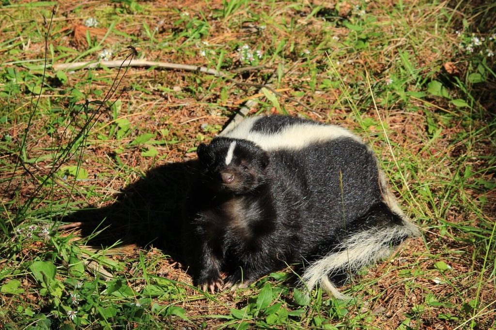 Image for a blog post on "Nuisance Wildlife Pests, Ranked" | A photo of a skunk looking at the camera on green grass and brown dirt 

