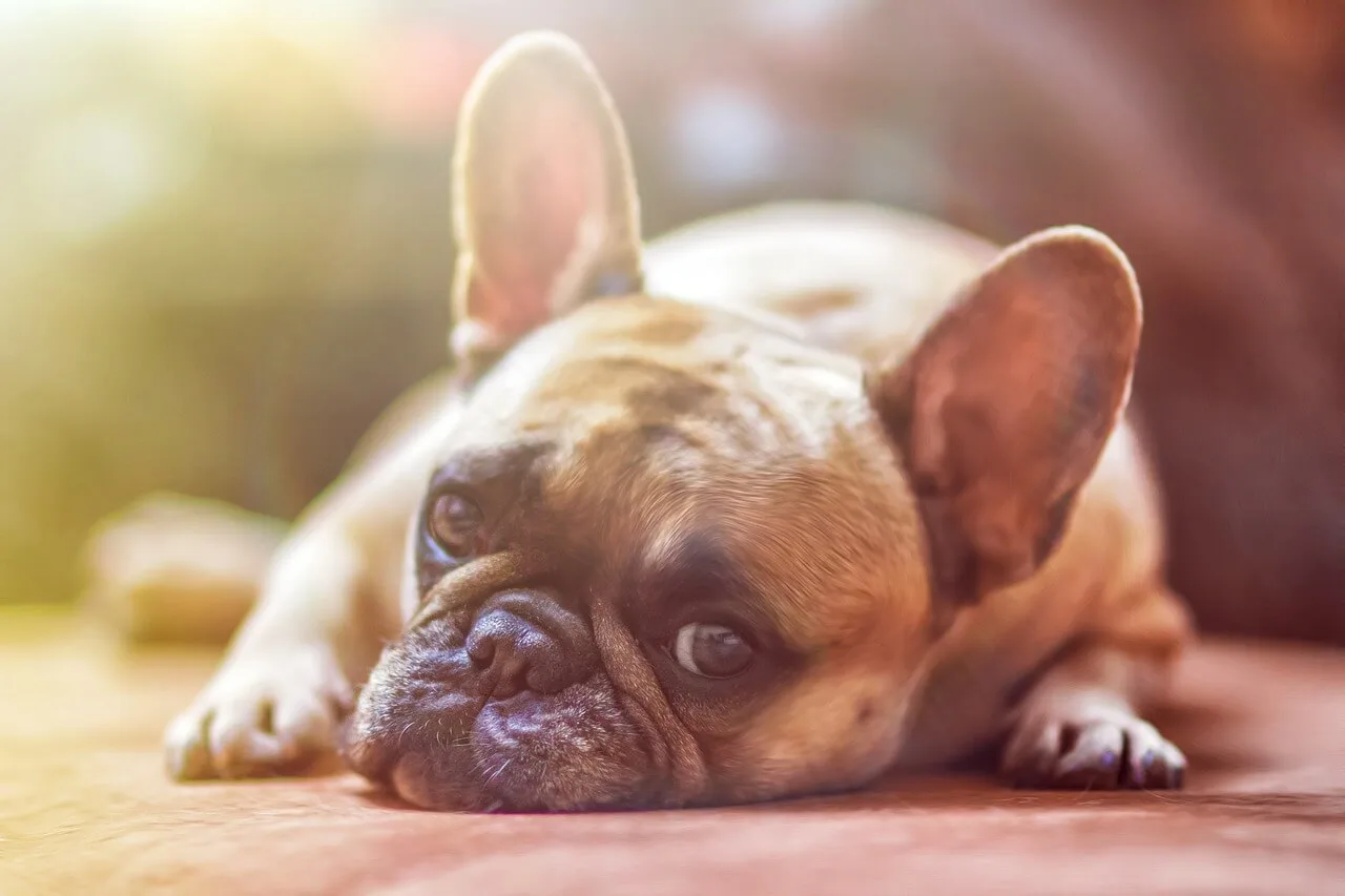 Hero image for a blog post titled " The Importance of Year-Round Flea Control: Protecting Your Pets and Home" - Closeup of a brown french bulldog laying down