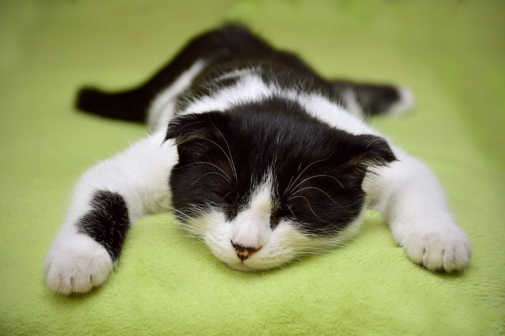 A black and white cat sleeping on its stomch against a light green background