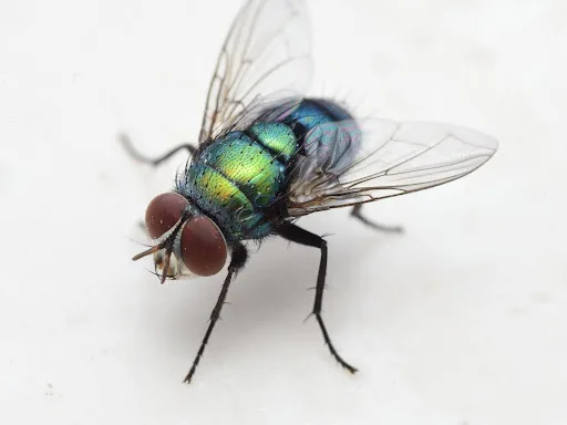 Fly up close