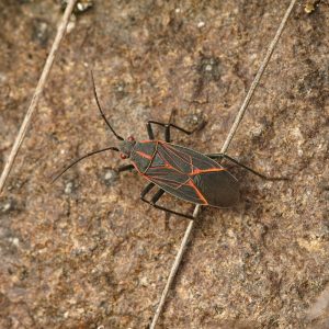 Boxelder Bugs