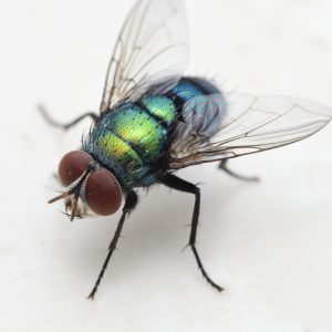 common green bottle fly