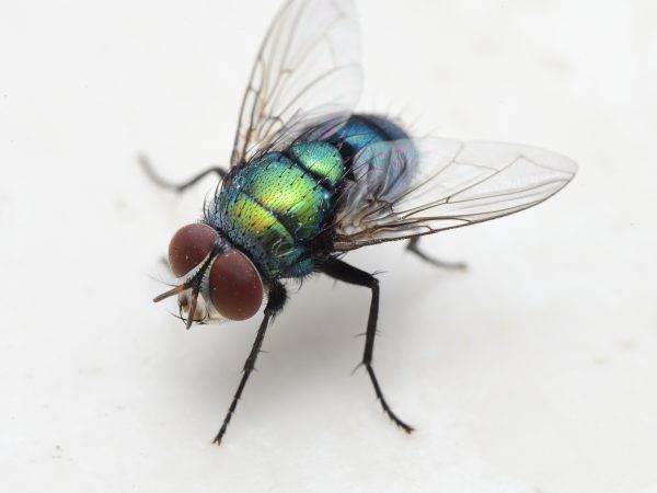 common green bottle fly