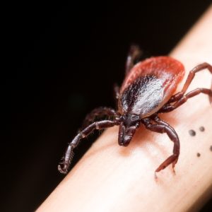 Ticks