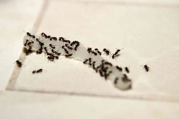 Odorous House Ants