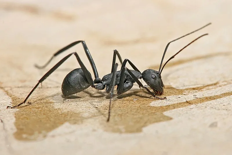 Carpenter ant Tanzania crop
