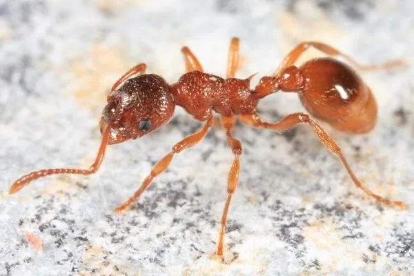 European Fire Ant
