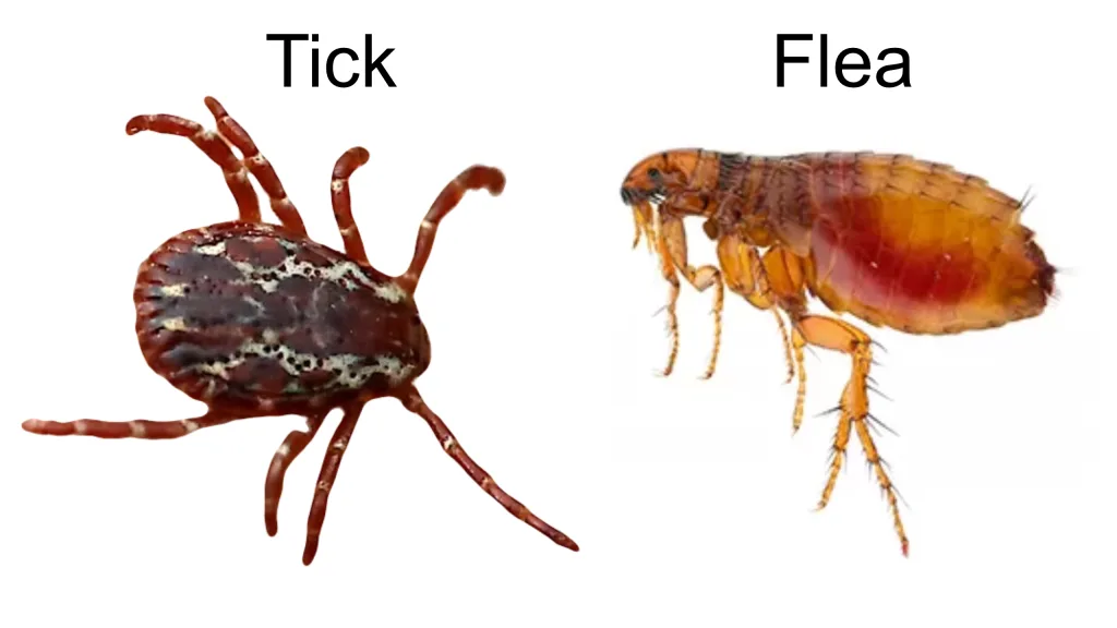 Tick vs flea appearance